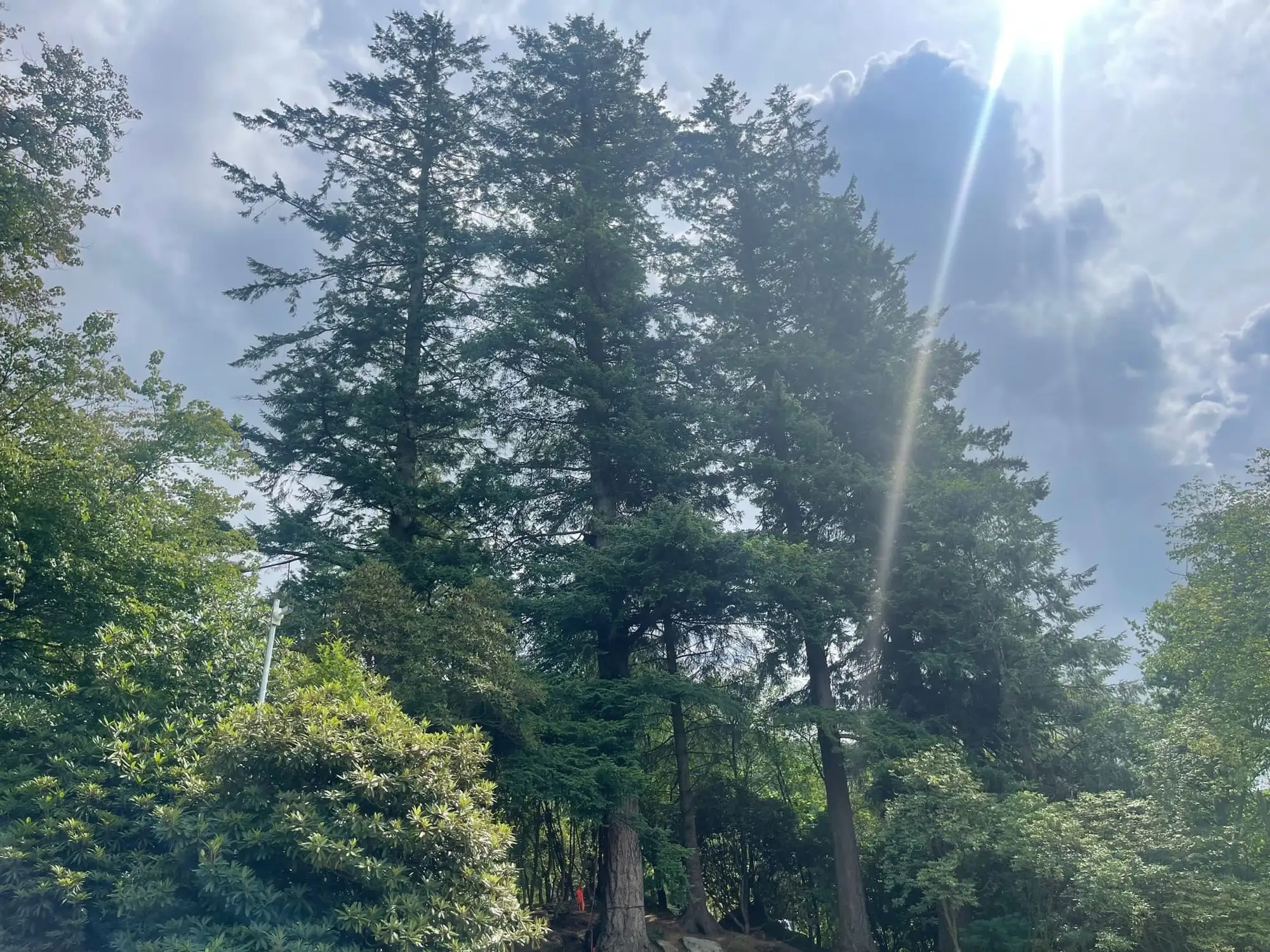 Stand of tall, mature conifers with sunlight breaking through the clouds