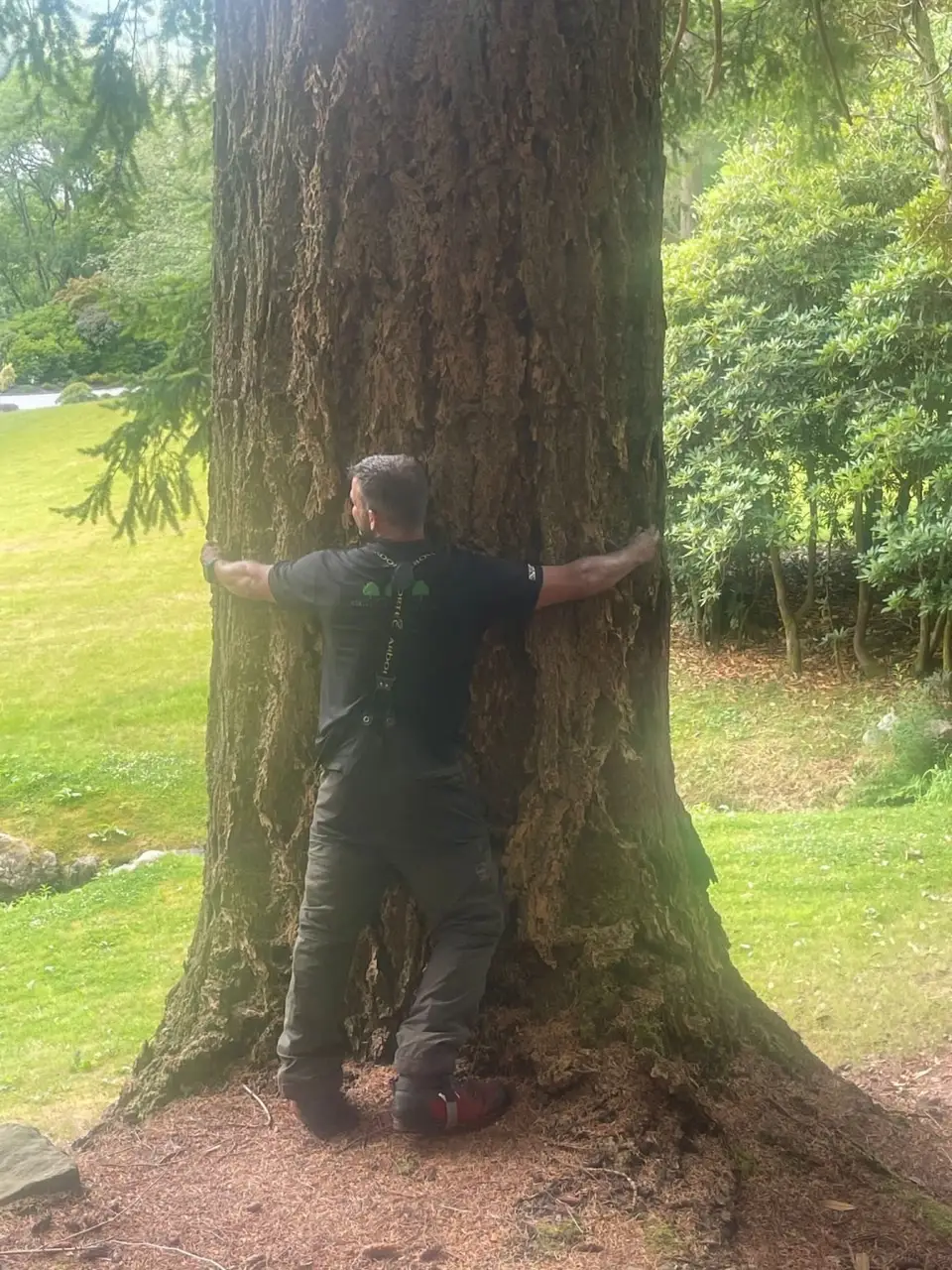 Arborist standing at the base of a very large, mature tree trunk