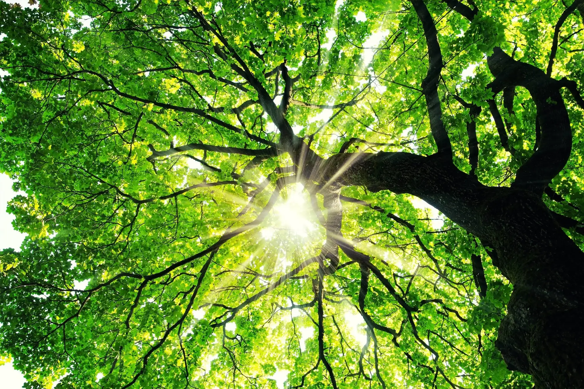 Sunlight shining through the green canopy of a healthy, mature tree