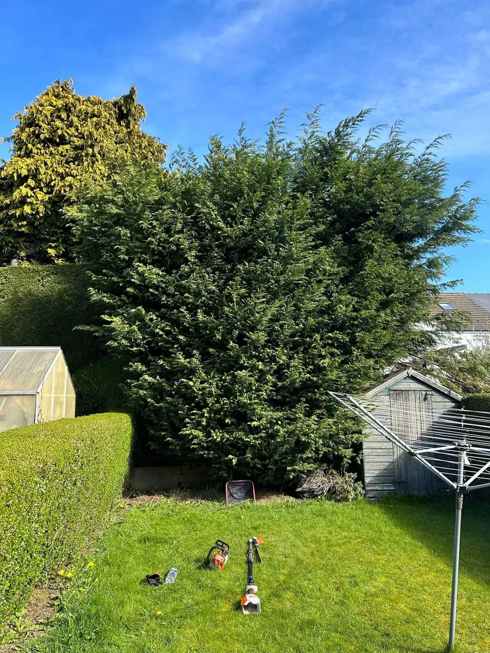 Tall conifer hedge neatly trimmed along the side of a lawn