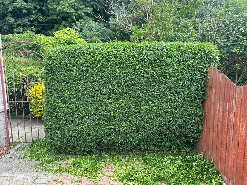 Freshly trimmed hedge with sharp, square edges beside a garden gate