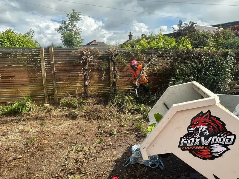 Garden fence line cleared of overgrowth, with low stumps and a wood chipper