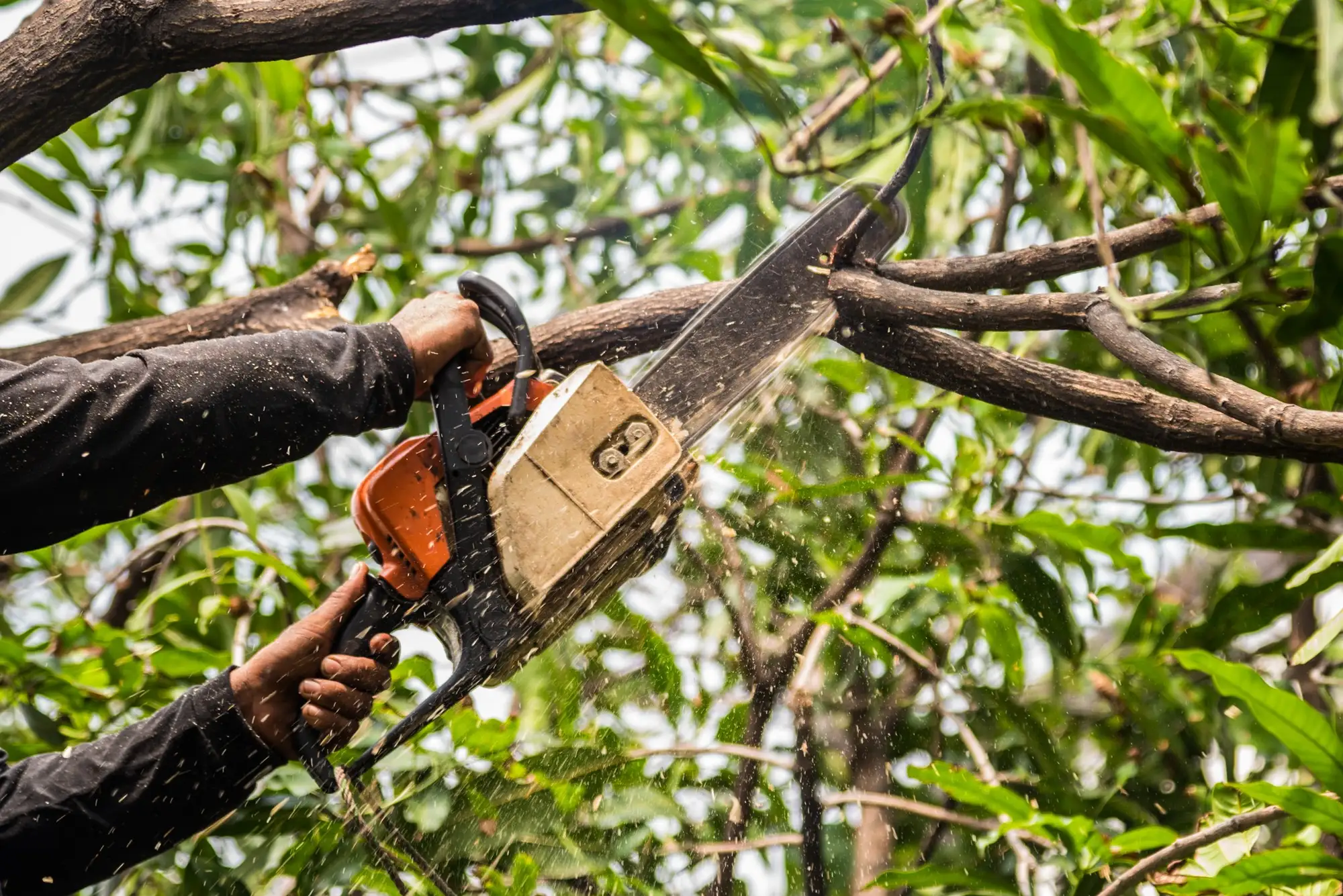 Tree surgeon cutting through a branch with a chainsaw, sawdust flying