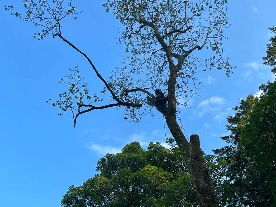 Climber dismantling a tall tree section by section against a blue sky