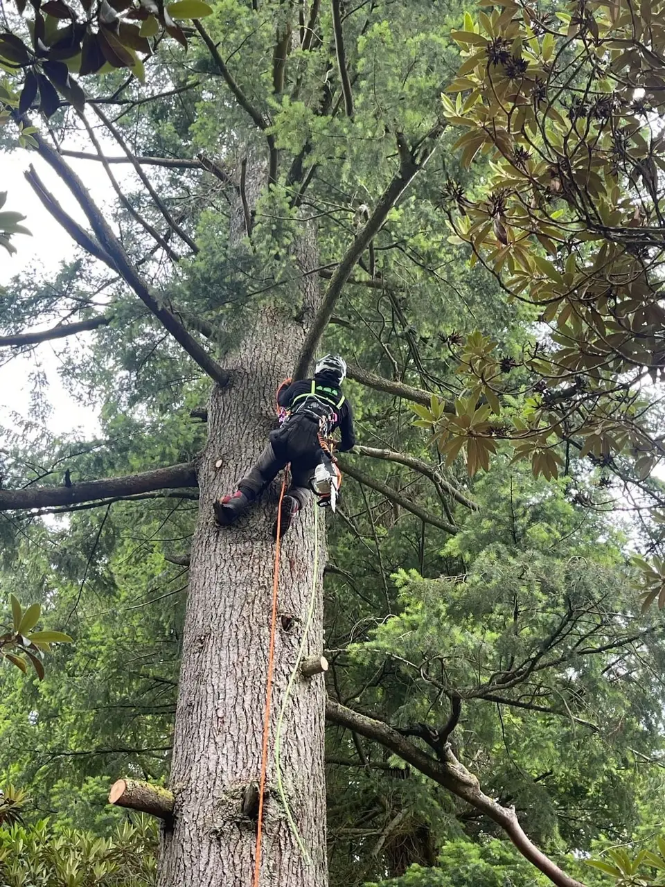 Staleys tree surgeon in harness working high up the trunk of a tall pine