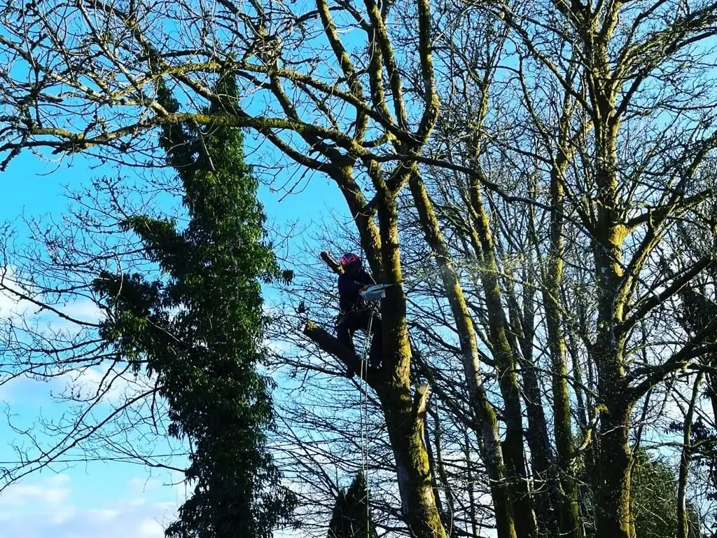 Tree surgeon working in the crown of a large deciduous tree