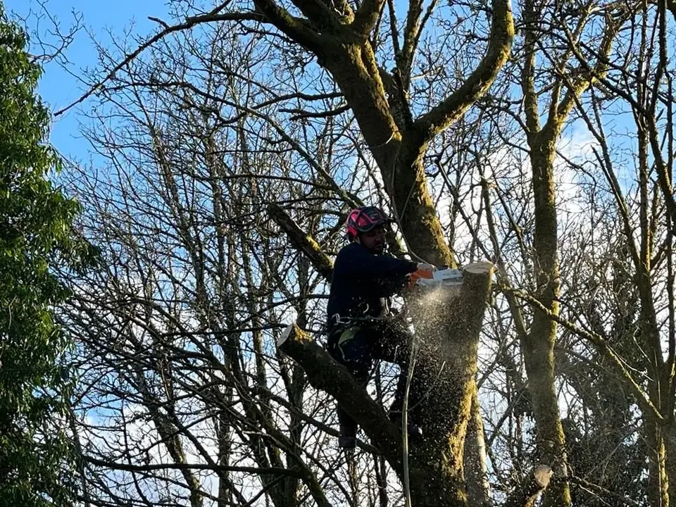 Tree surgeon working high in the canopy of a deciduous tree against a blue sky