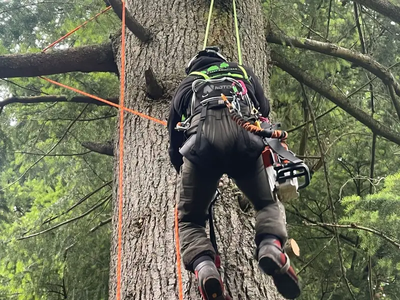 Staleys tree surgeon climbing a tall conifer on ropes and harness